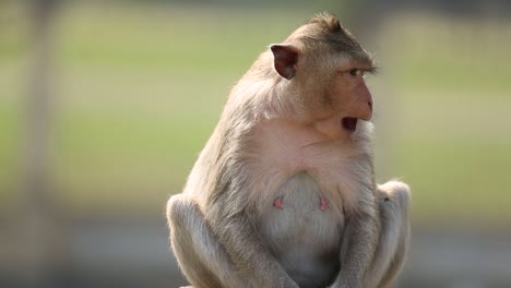 free roaming monkey in lopburi, thailand