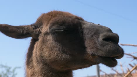 macro shot showing head of llama relaxing outdoors during sunny day and blue sky in backdrop