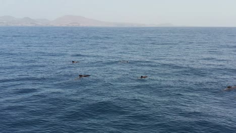 Grindwale-Schwimmen-Und-Schwimmen-Langsam-Auf-Der-Meeresoberfläche,-Aus-Der-Luft