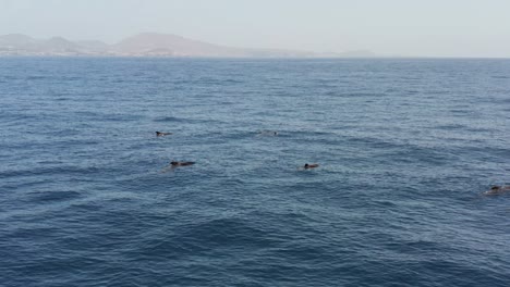 ballenas piloto nadando lentamente y flotando en la superficie del océano, antena