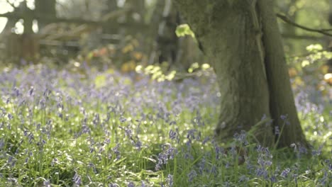 bluebell flowers growing in woodland in springtime