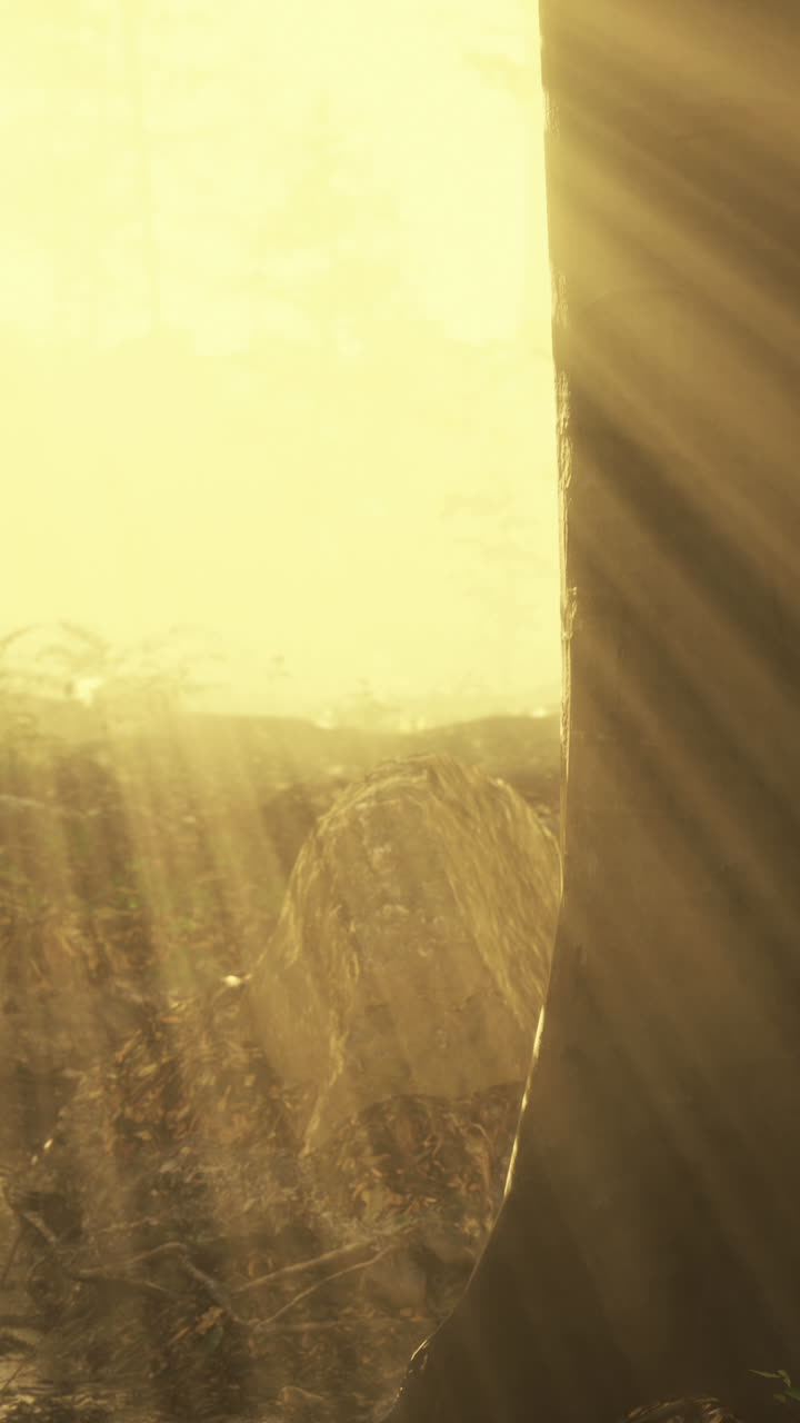 rayos de sol brillando a través de los árboles en un bosque de niebla