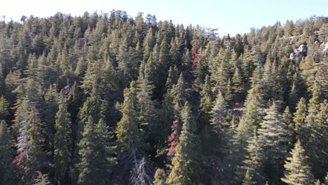 vista aérea de un dron forestal volando sobre las cimas de los pinos, imágenes de fondo de la naturaleza en alta resolución de calidad
