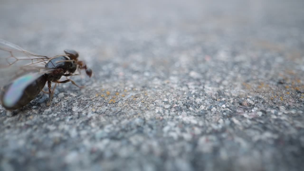 Black garden ant walks across rocky surface, clear macro in natural daylight