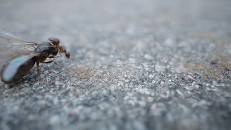 black garden ant walks across rocky surface, clear macro in natural daylight