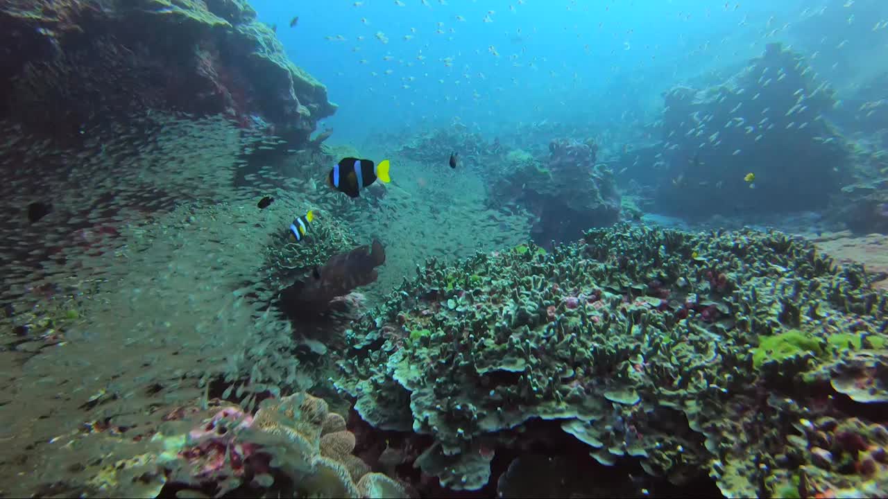 buceando a través de millones de peces de cristal por todo el arrecife y también nemo el pez payaso