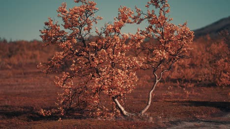 a dwarf birch tree covered in bright orange leaves standing in the stark tundra landscape