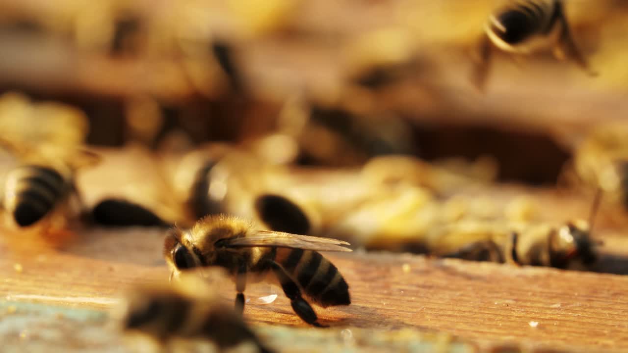 벌집 에 있는 벌 들