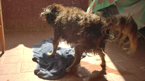 low angle view from behind a cute small brown dog mixed chua hua and cocker springer, shaking himself dry in the sun filmed in slow motion after a bath