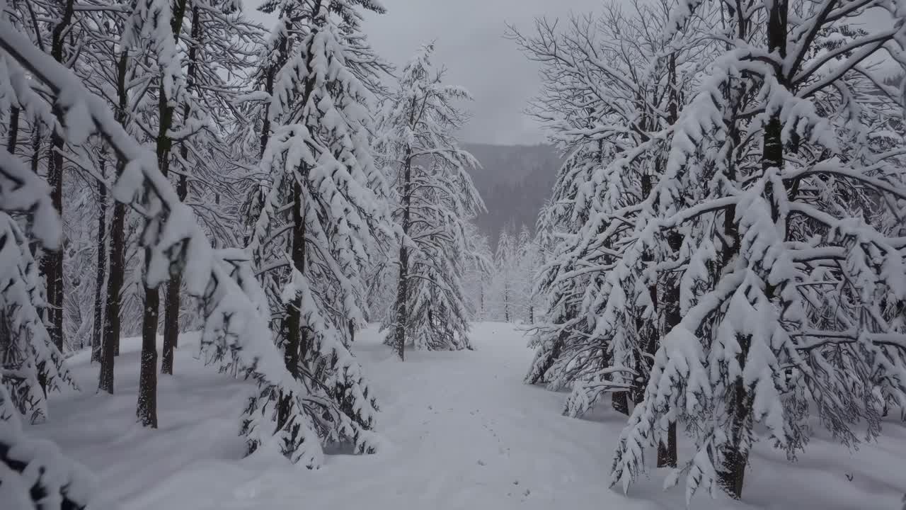 A serene winter forest scene with snow-laden trees, captured from a low-angle, creating a tranquil