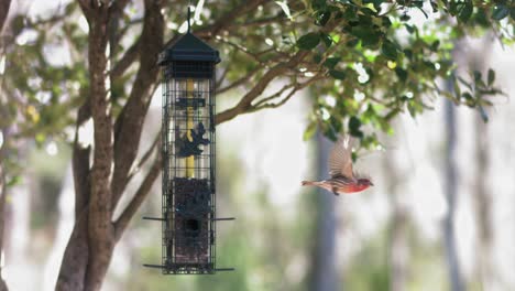 Pinzón-Doméstico-Toma-Vuelo-Desde-Comedero-Para-Pájaros