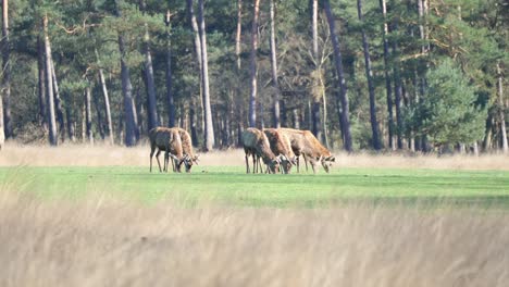 Deers-Grazing-On-Meadows-On-A-Summer-Breeze-Day-In-De-Hoge-Veluwe-National-Park,-Netherlands