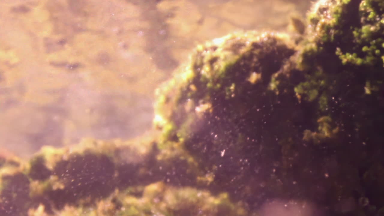 Underwater moss and algae