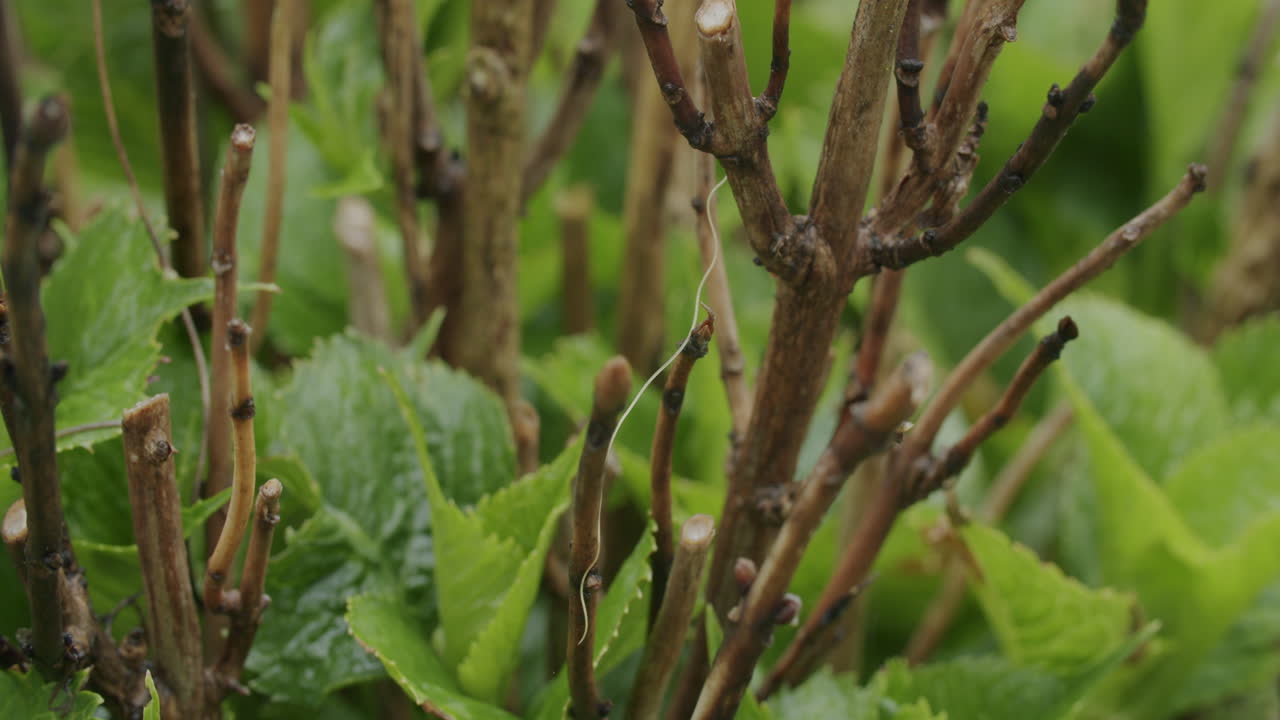 독일 정원에 있는 갈색 나뭇가지에서 움직이는 털벌레의 중간 클로즈업 샷