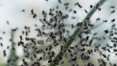 swarm of tiny spiders backlit on web