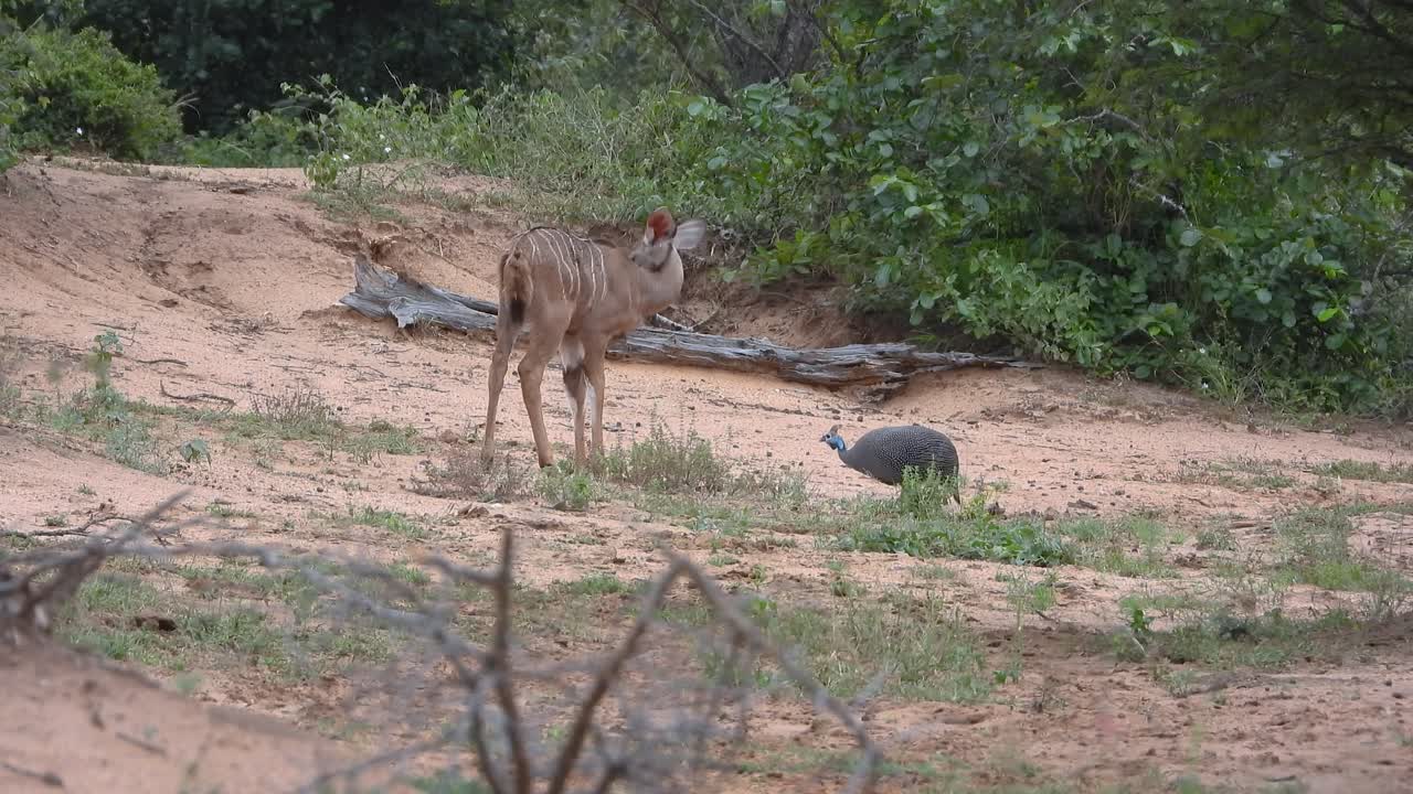 Deer walking on sandy terrain with peacock at Kruger National Park, South Africa.