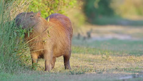capibara madre embarazada, hydrochoerus hydrochaeris alimentándose de densas vegetaciones, aleteando sus lindas orejitas para disuadir a las moscas en su hábitat natural en la región natural del pantanal, sudamérica