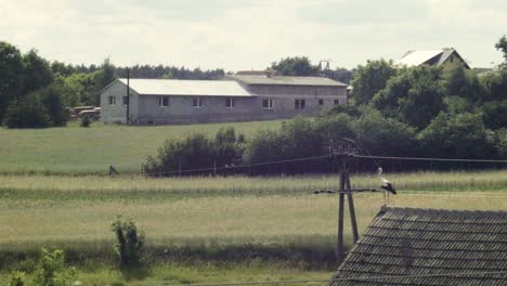 Stork-on-the-roof-looks-at-the-village