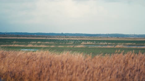 dry reeds sway in the wind on the riverbank