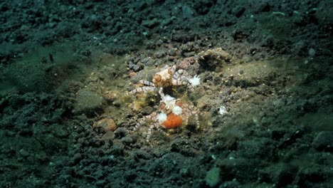 dos cangrejos boxer con anémonas adheridas a sus garras que custodian una masa de huevos