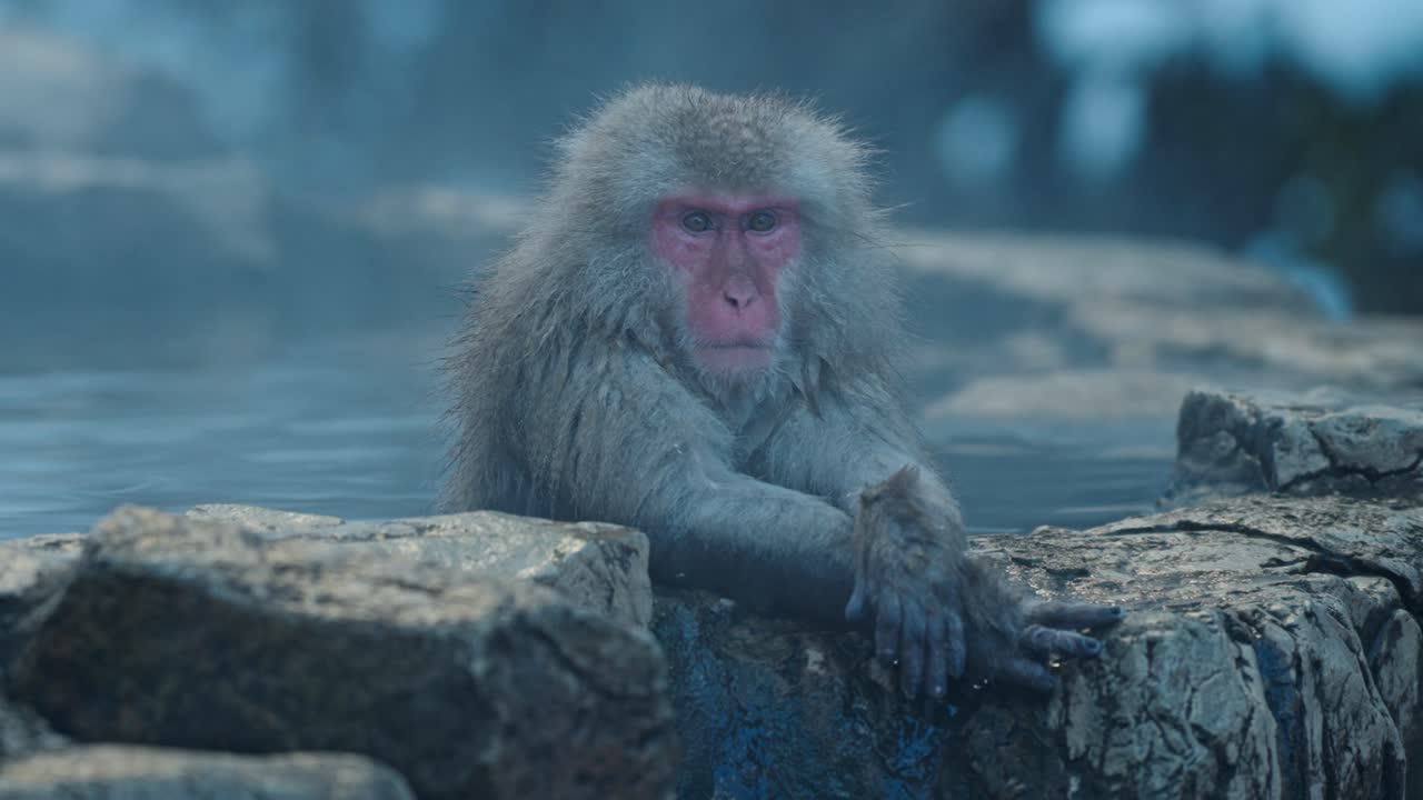 A contemplative Japanese snow monkey sits in a foggy onsen in Jigokudani, Japan.