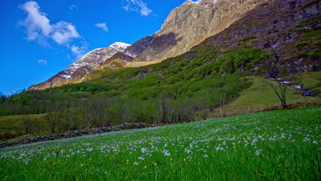 summer day timelapse on flowery field and mountain peaks in flam valley, vestland, norway