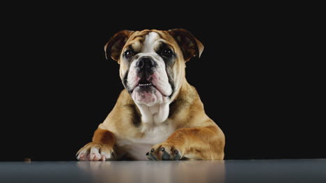 studio portrait of bulldog puppy against black background