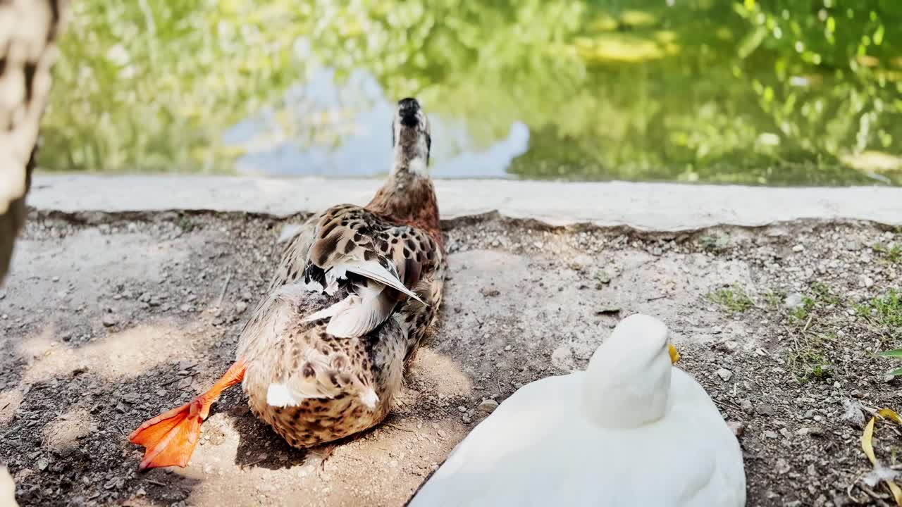 Mallard Duck Preening Next to White Duck by Green Pond