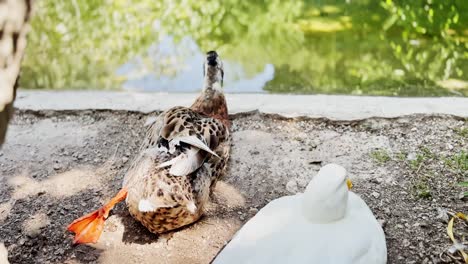mallard duck preening next to white duck by green pond