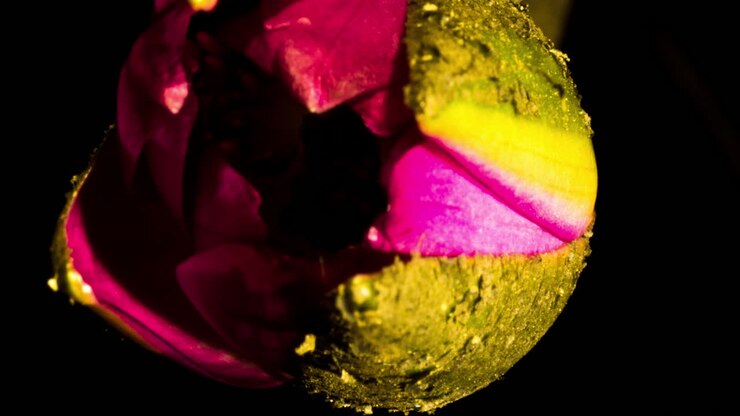 Ninfea Sensation rosa e gialla, fiore completamente aperto in chiusura, ripresa macro, time lapse