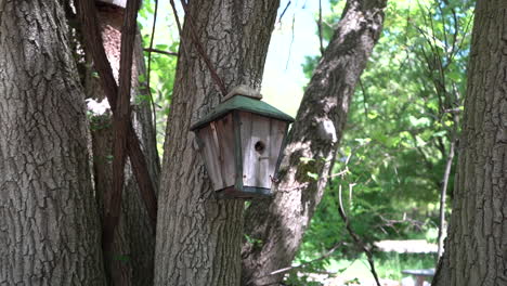 Casita-Para-Pájaros-Casa-Para-Pájaros-Material-De-Archivo-De-Video-Entrega-Del-árbol