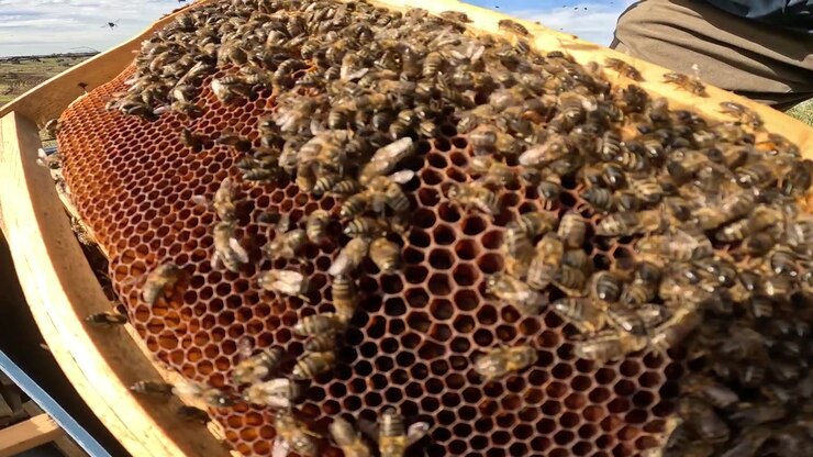 Beekeeper inspecting a honeycomb frame covered with active bees inside a hive. Close-up view of honey production in rural landscape under blue sky symbolizing pollination and sustainable agriculture.