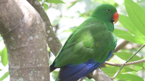 loro colorido sentado en la rama del árbol y mirando a su alrededor, singapore