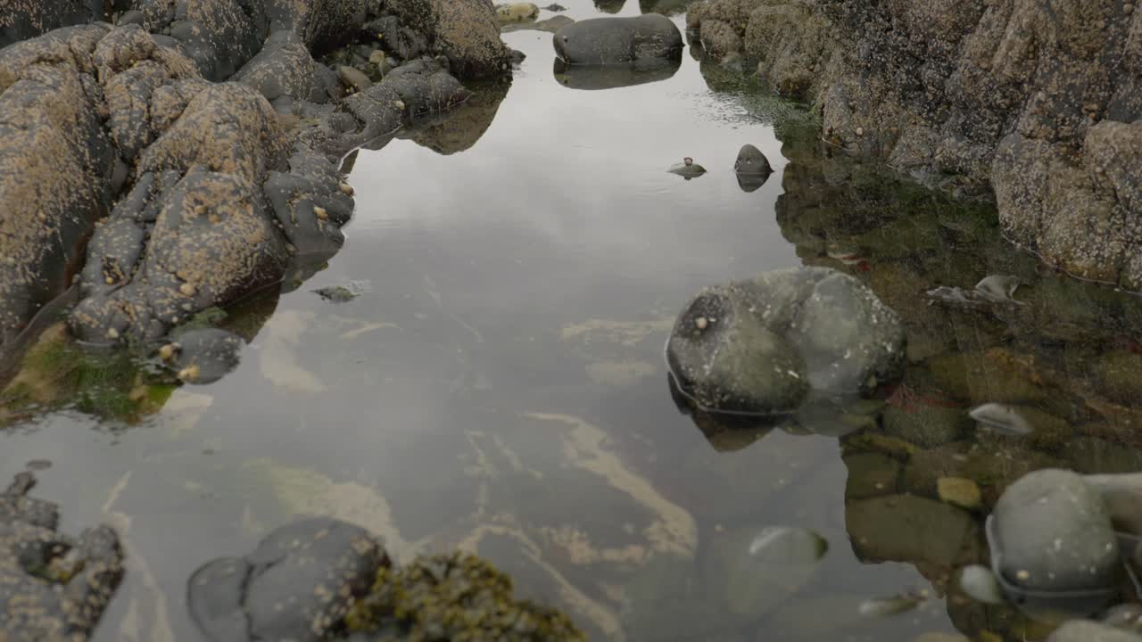 Ripresa inclinata che si affaccia su pozze rocciose immobili e riflettenti piene di alghe per rivelare massi coperti di balani lungo la costa.