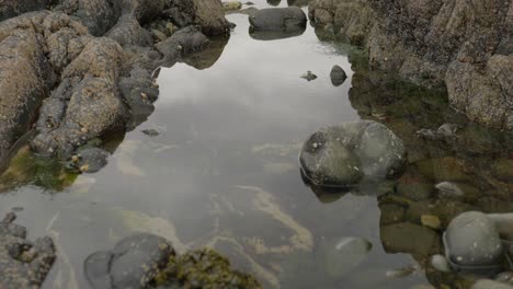 Toma-Inclinada-Que-Mira-Hacia-Piscinas-Rocosas-Inmóviles-Y-Reflectantes-Llenas-De-Algas-Marinas-Para-Revelar-Rocas-Cubiertas-De-Percebes-A-Lo-Largo-De-La-Costa