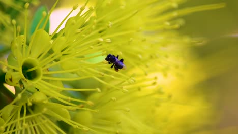 single australian black bee with pollen-filled corbiculae - flies away