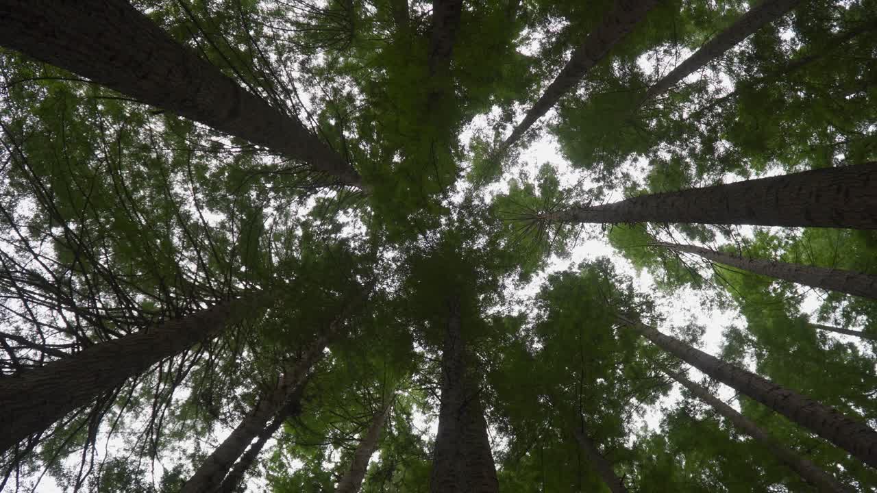 redwoods de california, el parque nacional otway de australia