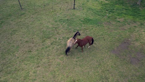 Antena:-Pareja-De-Caballos,-Cortejo,-Semental-Y-Hembra,-Campo,-Argentina