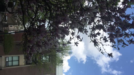 vertical of a chinese magnolia tree or tulip tree at the university of toronto ontario canada