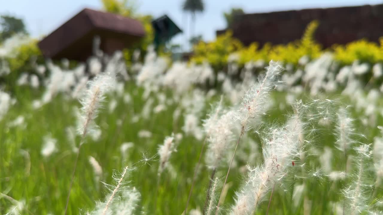 Closeup of Feather like white fluffy flowers of grass