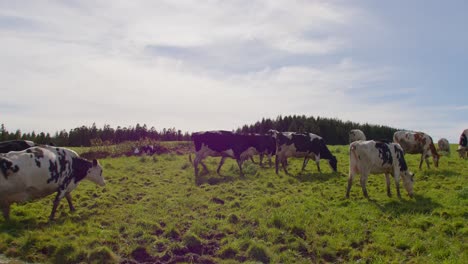 Wide-pan-shot-of-a-green-pasture-where-some-cows-are-eating-fresh-grass-and-others-arriving,-very-sunny-day-with-flares