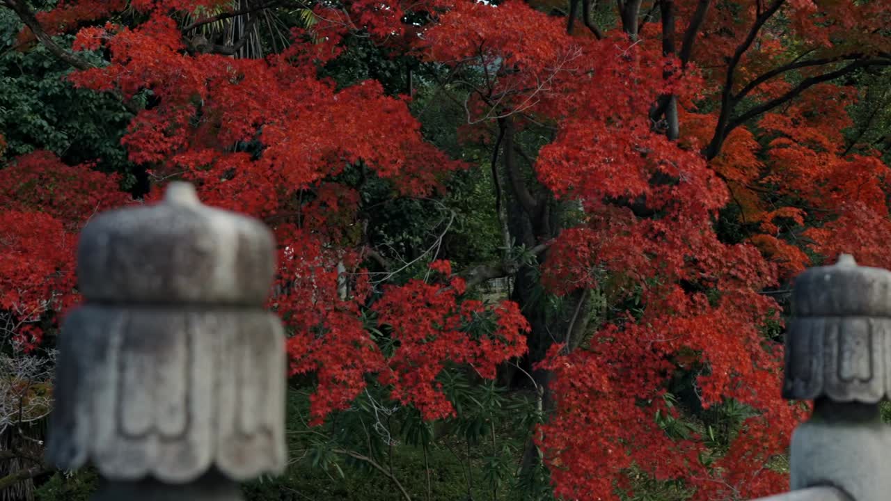 A blonde girl strolls gracefully across a traditional bridge in Kyoto, surrounded by the breathtaking colors of autumn.