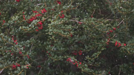 White-Snow-Flurries-Falling-With-Holly-Tree-Bearing-Red-Fruit-Berries-Swaying-In-The-Wind---Medium-Shot