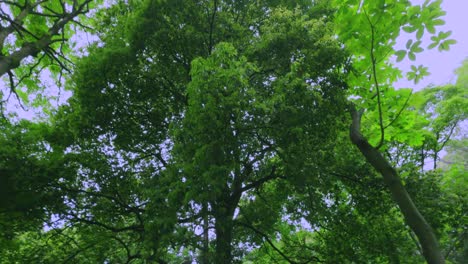 spring plants with bright green