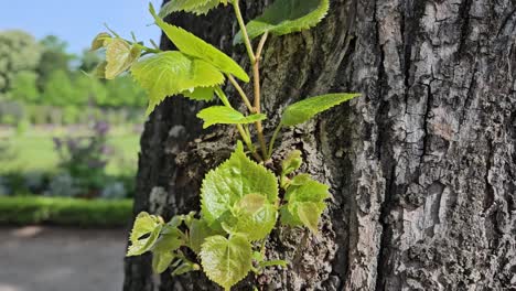 Zoom-out-of-tree-trunk-with-small-tree-growing-on-the-side-and-blurry-background