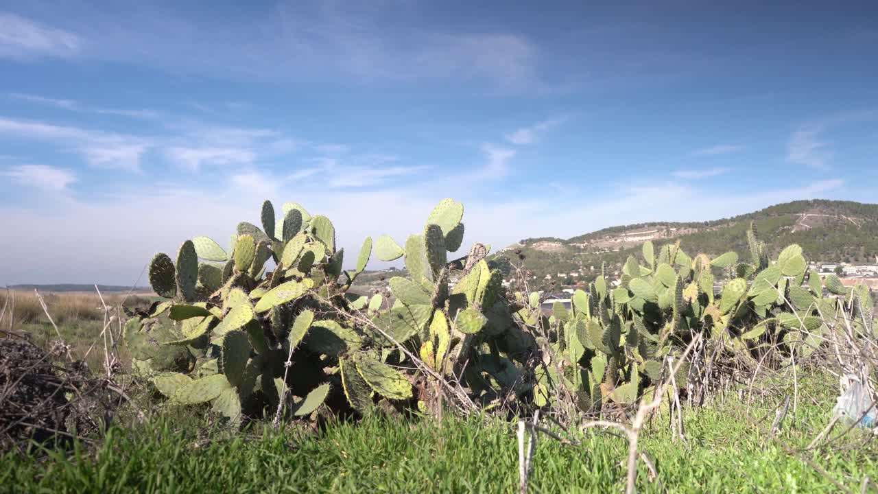 산허리에 있는 이스라엘의 선인장 선인장