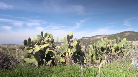 Cactus-Cactus-En-Israel-En-La-Ladera-De-La-Montaña