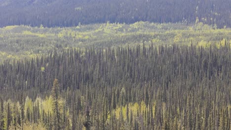 drone footage of deforestation in the canadian forest