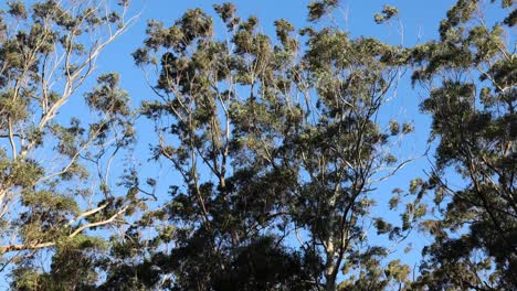 looking up at trees swaying in the breeze