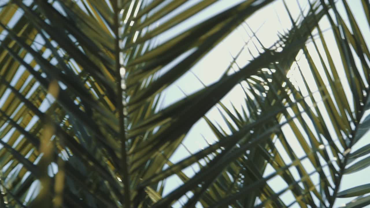 Pan and tilt shot, of a tropical palm leaf, in slow motion, from below, the sun shines through the palm leaf, that blows in the wind, in the midday sun, in the summer, in the Wilhelma, in Stuttgart